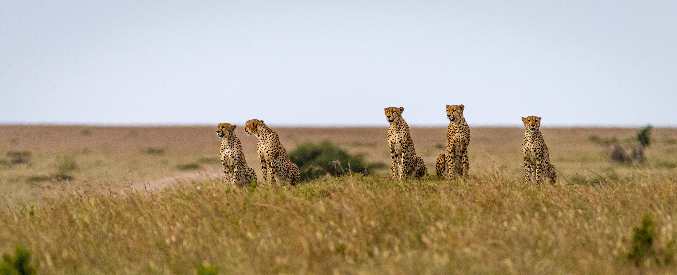 Image of the famous cheetah's the musketeers in Masai Mara