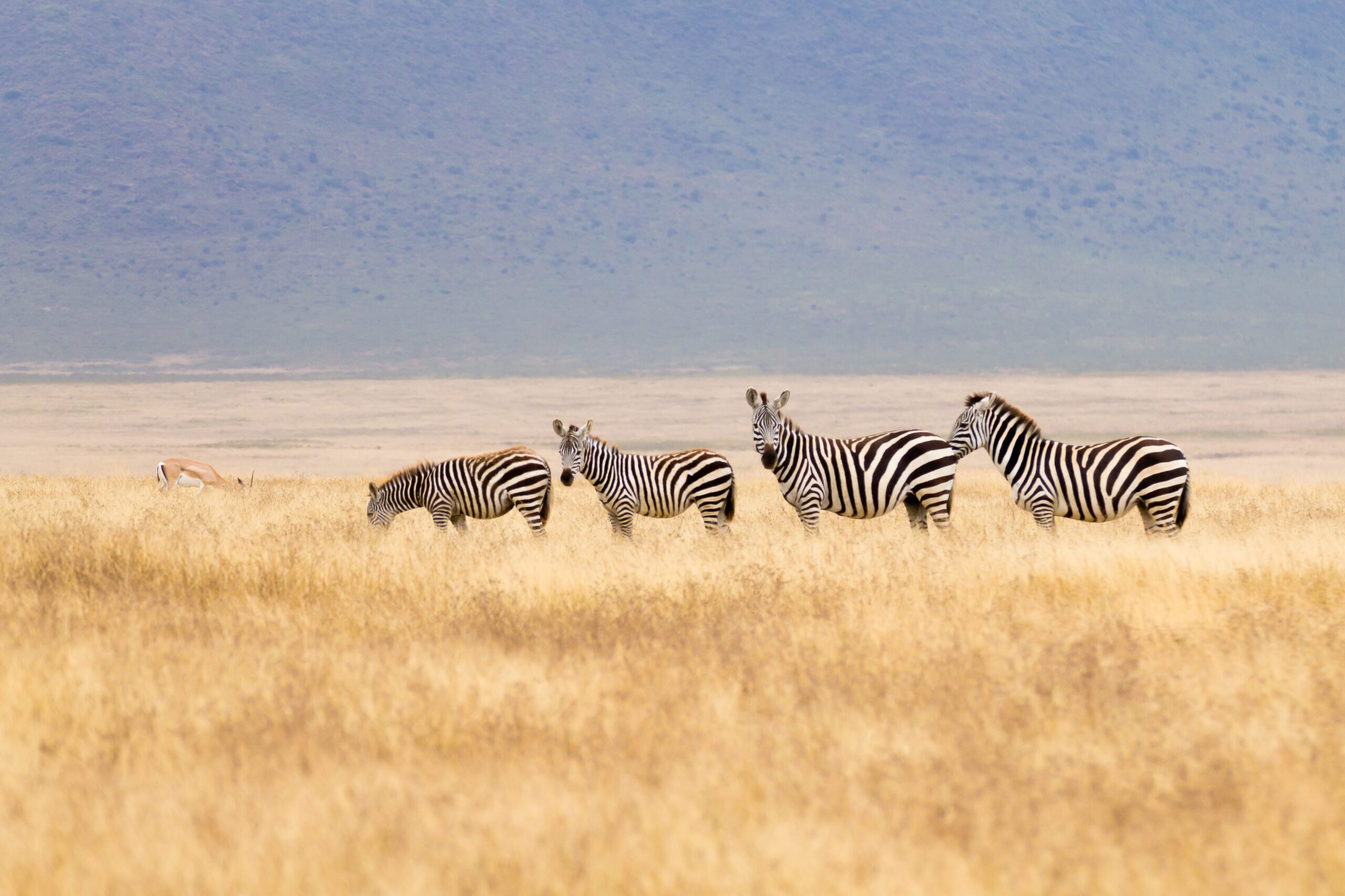 Zebras in a row on Ngorongoro Conservation Area crater, Tanzania. African wildlife