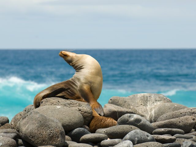 Silversea Superlatives: Animals of the Galapagos